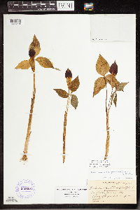 Arisaema triphyllum image