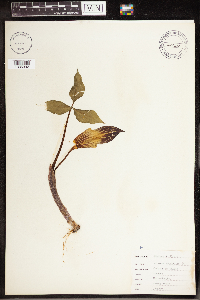 Arisaema triphyllum image