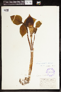 Arisaema triphyllum image