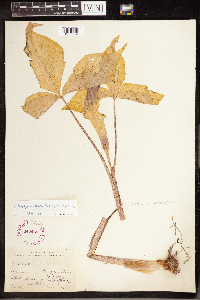 Arisaema triphyllum image