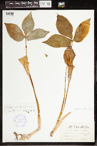 Arisaema triphyllum image