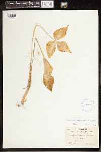 Arisaema triphyllum image