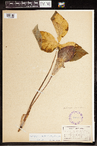 Arisaema triphyllum image