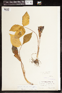 Arisaema triphyllum image