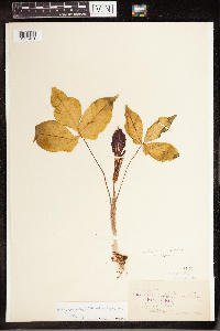 Arisaema triphyllum image