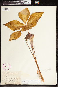 Arisaema triphyllum image