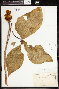 Arisaema triphyllum image