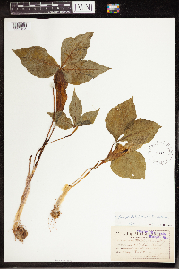 Arisaema triphyllum image