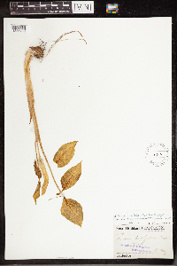 Arisaema triphyllum image