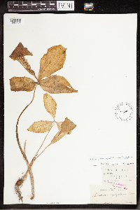 Arisaema triphyllum image