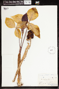 Arisaema triphyllum image