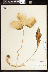 Arisaema triphyllum image