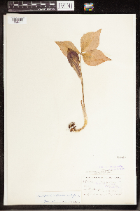Arisaema triphyllum image