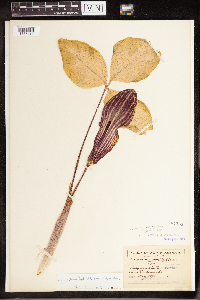 Arisaema triphyllum image