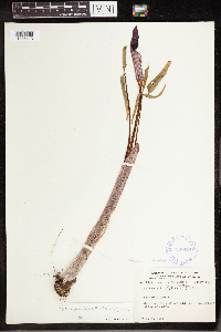 Arisaema triphyllum image