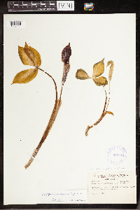 Arisaema triphyllum image