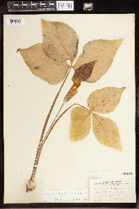 Arisaema triphyllum image