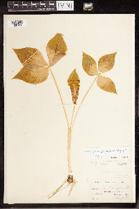 Arisaema triphyllum image