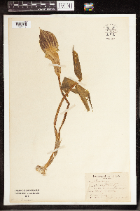 Arisaema triphyllum image