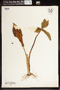 Arisaema triphyllum image