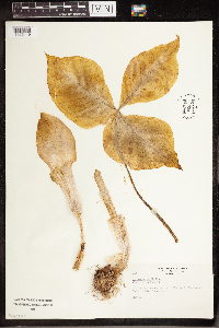 Arisaema triphyllum image