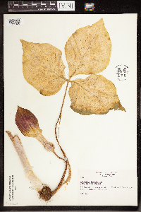 Arisaema triphyllum image