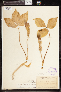 Arisaema triphyllum image