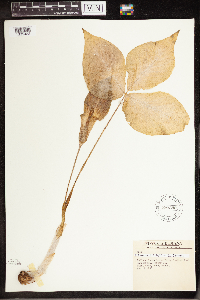 Arisaema triphyllum image