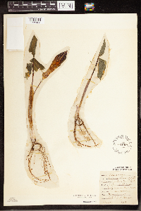 Arisaema triphyllum image