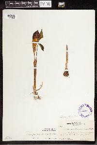 Arisaema triphyllum image