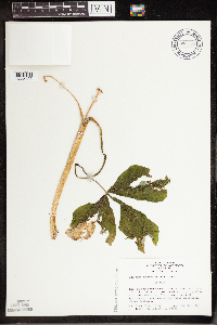 Arisaema triphyllum image