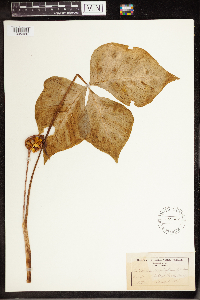 Arisaema triphyllum image