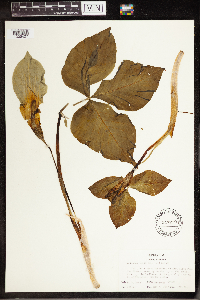 Arisaema triphyllum image