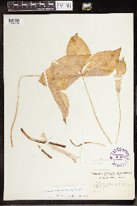 Arisaema triphyllum image