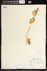 Arisaema triphyllum image