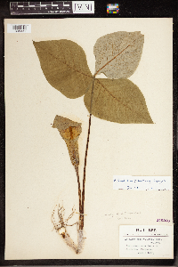 Arisaema triphyllum image