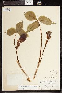 Arisaema triphyllum image