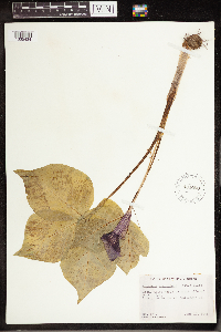 Arisaema triphyllum image