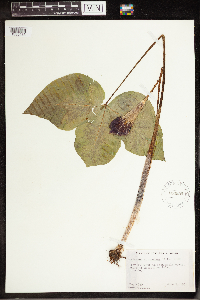 Arisaema triphyllum image