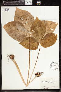 Arisaema triphyllum image