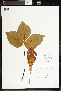 Arisaema triphyllum image