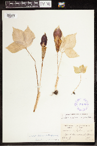 Arisaema triphyllum image