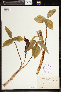 Arisaema triphyllum image