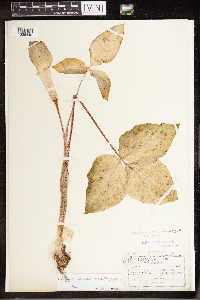 Arisaema triphyllum image