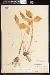 Arisaema triphyllum image