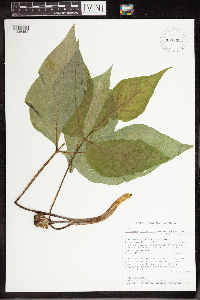 Media resource of Arisaema triphyllum