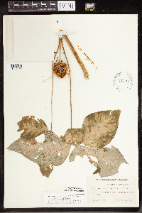 Arisaema triphyllum subsp. triphyllum image