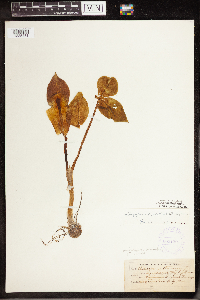 Arisaema triphyllum subsp. triphyllum image