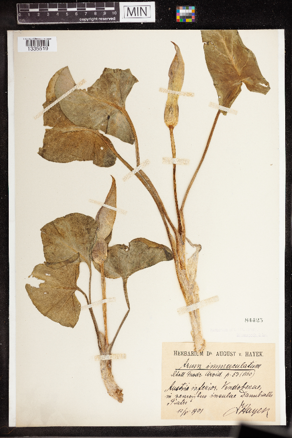 Arum immaculatum image
