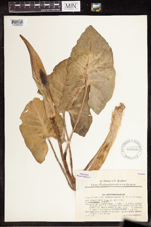 Arum maculatum image